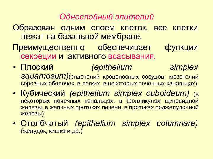 Однослойный эпителий Образован одним слоем клеток, все клетки лежат на базальной мембране. Преимущественно обеспечивает