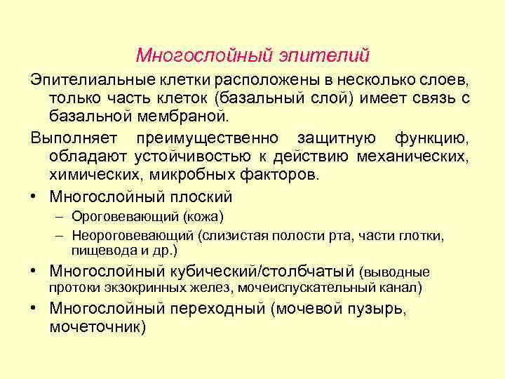 Многослойный эпителий Эпителиальные клетки расположены в несколько слоев, только часть клеток (базальный слой) имеет