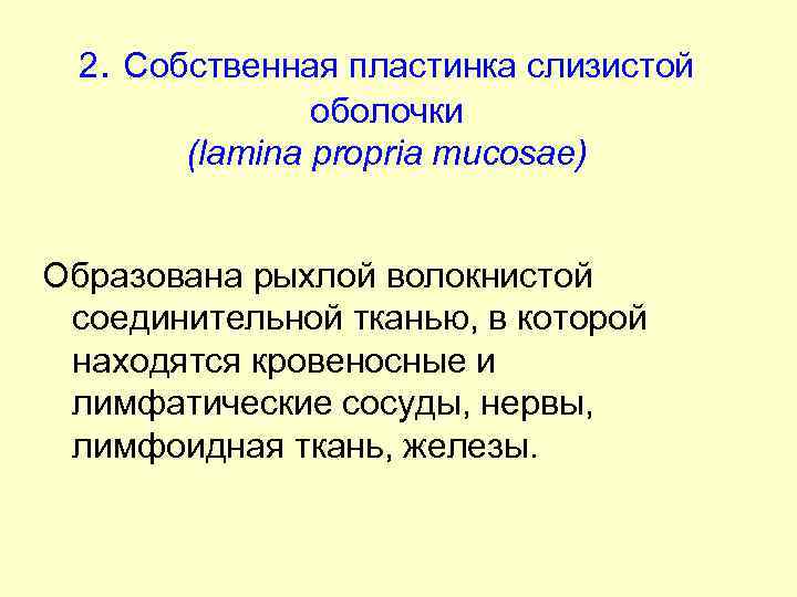 2. Собственная пластинка слизистой оболочки (lamina propria mucosae) Образована рыхлой волокнистой соединительной тканью, в