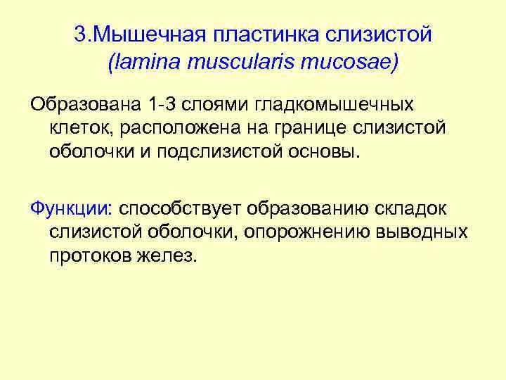 3. Мышечная пластинка слизистой (lamina muscularis mucosae) Образована 1 -3 слоями гладкомышечных клеток, расположена