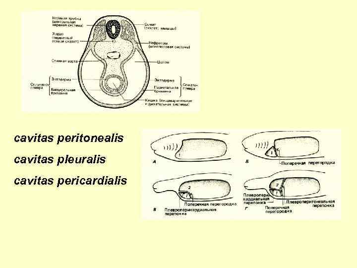 cavitas peritonealis cavitas pleuralis cavitas pericardialis 