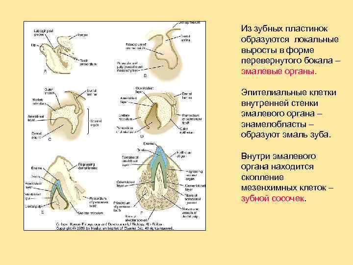 Из зубных пластинок образуются локальные выросты в форме перевернутого бокала – эмалевые органы. Эпителиальные