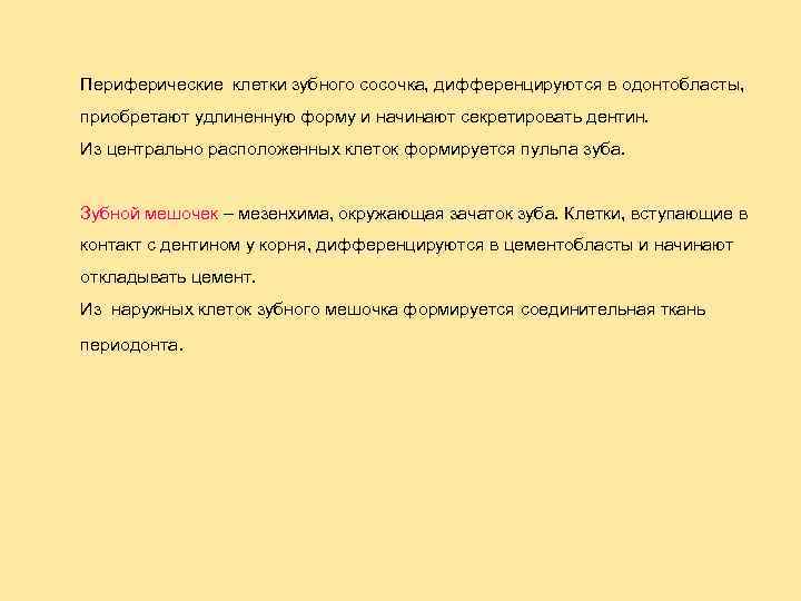 Периферические клетки зубного сосочка, дифференцируются в одонтобласты, приобретают удлиненную форму и начинают секретировать дентин.