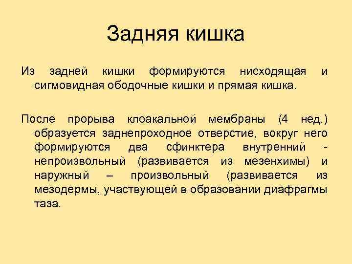 Задняя кишка Из задней кишки формируются нисходящая сигмовидная ободочные кишки и прямая кишка. и