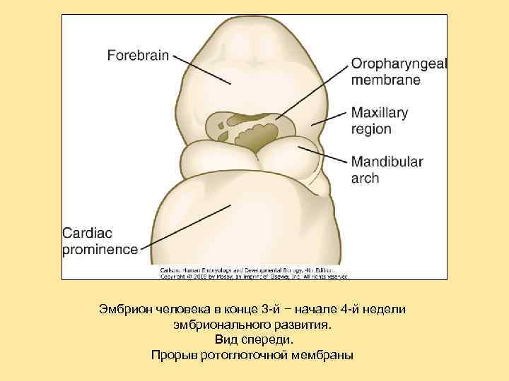 Эмбрион человека в конце 3 -й − начале 4 -й недели эмбрионального развития. Вид
