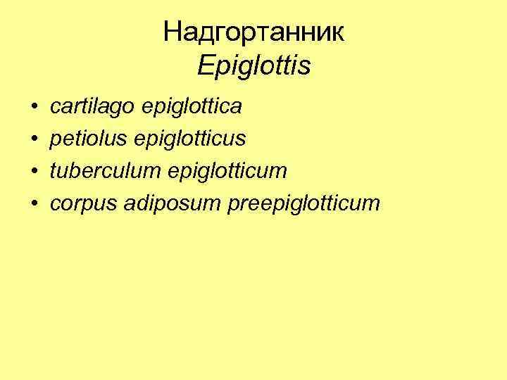 Надгортанник Epiglottis • • cartilago epiglottica petiolus epiglotticus tuberculum epiglotticum corpus adiposum preepiglotticum 