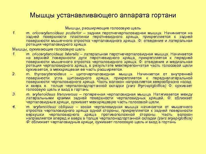 Мышцы устанавливающего аппарата гортани Мышцы, расширяющие голосовую щель 1. m. cricoarytenoideus posterior – задняя