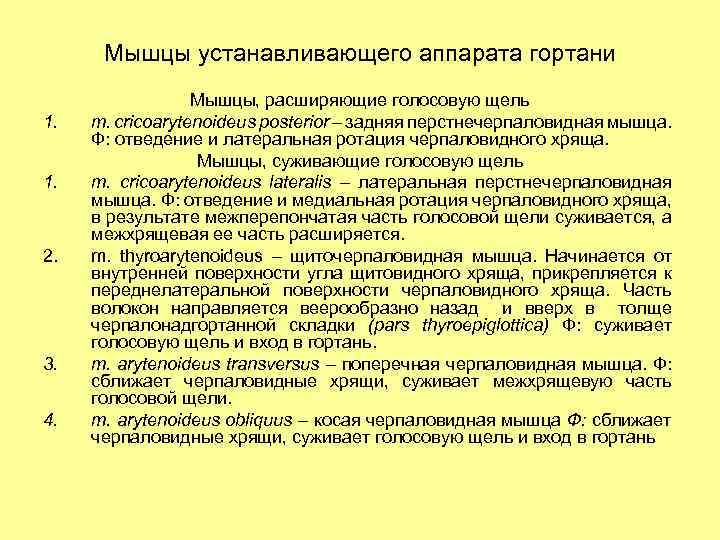 Мышцы устанавливающего аппарата гортани 1. 1. 2. 3. 4. Мышцы, расширяющие голосовую щель m.