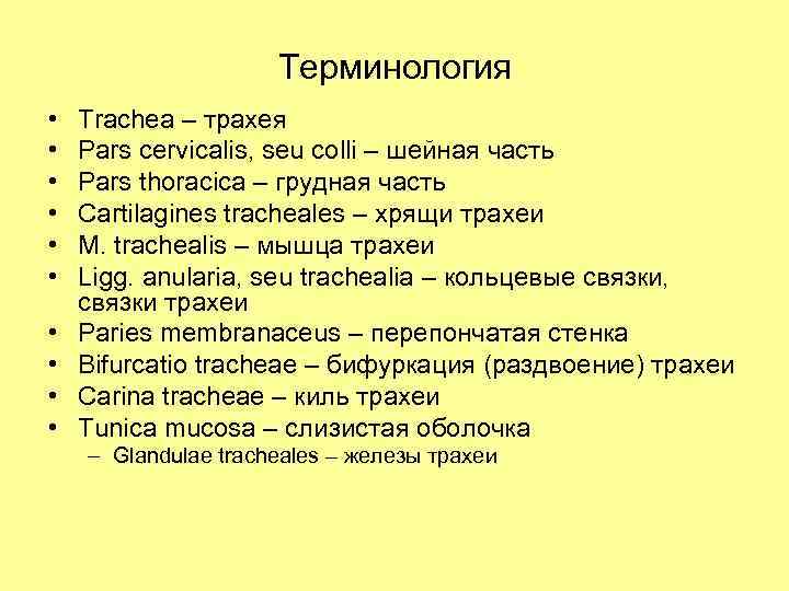 Терминология • • • Trachea – трахея Pars cervicalis, seu colli – шейная часть