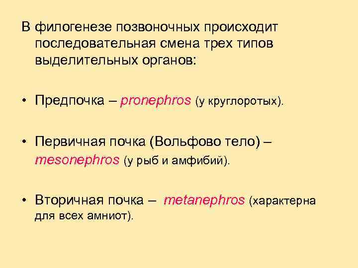 В филогенезе позвоночных происходит последовательная смена трех типов выделительных органов: • Предпочка – pronephros