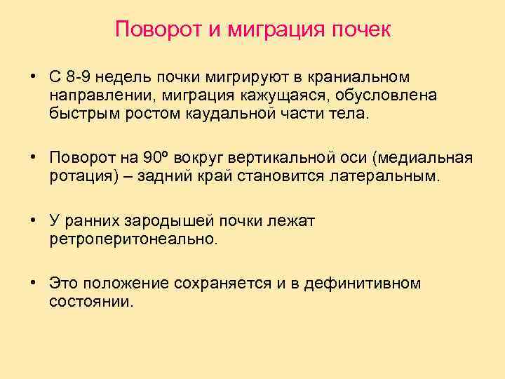 Поворот и миграция почек • С 8 -9 недель почки мигрируют в краниальном направлении,