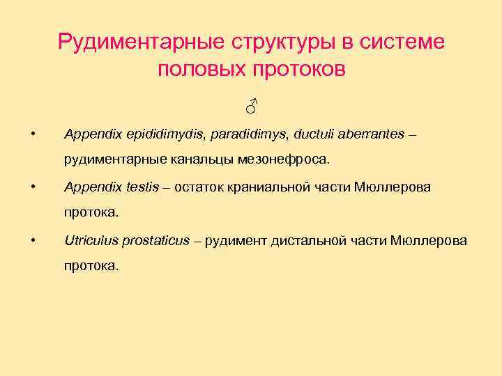 Рудиментарные структуры в системе половых протоков ♂ • Appendix epididimydis, paradidimys, ductuli aberrantes –