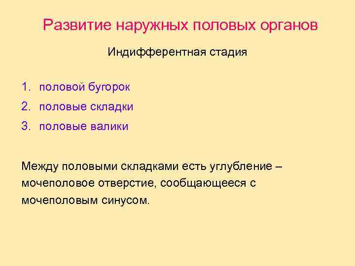 Развитие наружных половых органов Индифферентная стадия 1. половой бугорок 2. половые складки 3. половые