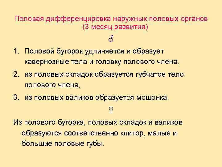 Половая дифференцировка наружных половых органов (3 месяц развития) ♂ 1. Половой бугорок удлиняется и