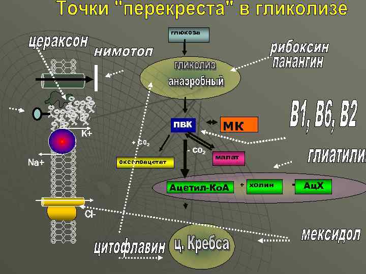 глюкоза К+ ПВК + С 02 оксолоацетат Na+ - С 02 МК малат Ацетил-Ко.