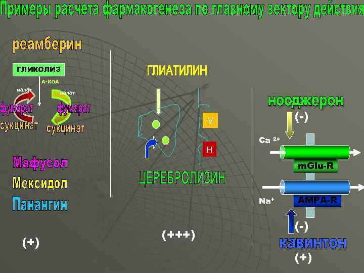 ГЛИКОЛИЗ А-Ко. А малат ( -) М Н Ca 2+ m. Glu-R Na+ (+)