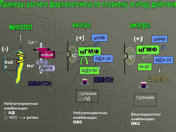 ( -) Са 2 + (+) Ca++ m. Glu. R Na+ Неблагоприятная комбинация ↓