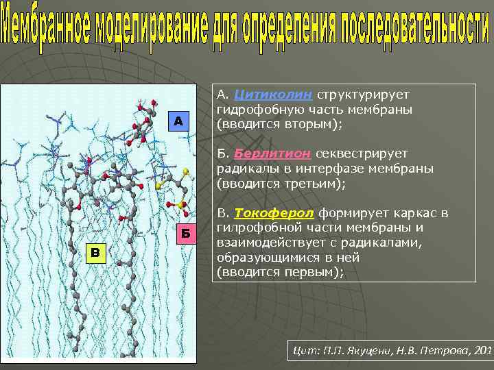 А А. Цитиколин структурирует Цитиколин гидрофобную часть мембраны (вводится вторым); Б. Берлитион секвестрирует Берлитион