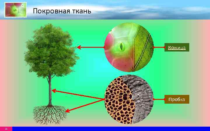 Покровная ткань Кожица Пробка 12 