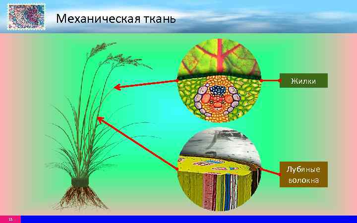 Механическая ткань Жилки Лубяные волокна 13 