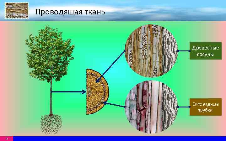 Проводящая ткань Древесные сосуды Ситовидные трубки 14 