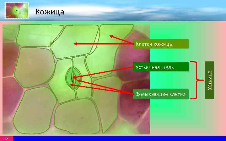 Кожица Клетки кожицы Устьице Устьичная щель Замыкающие клетки 17 