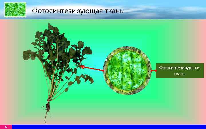 Фотосинтезирующая ткань 19 