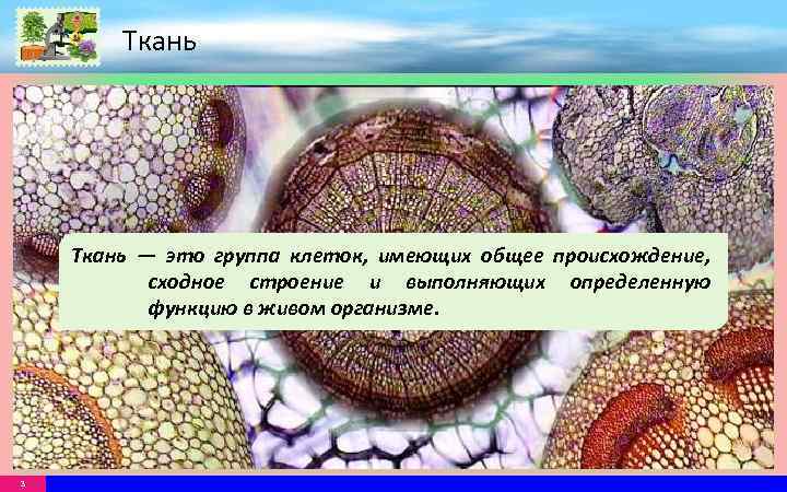 Ткань — это группа клеток, имеющих общее происхождение, сходное строение и выполняющих определенную функцию