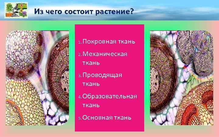 Взаимосвязь покровной ткани пробка механическая ткань. Покровная ткань механическая ткань. Покровная ткань растений. Покровная образовательная основная механическая ткань. Покровная механическая основная Проводящая ткань.