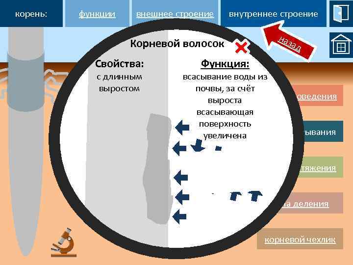 корень: функции внешнее строение внутреннее строение Корневой волосок Свойства: с длинным выростом наз ад