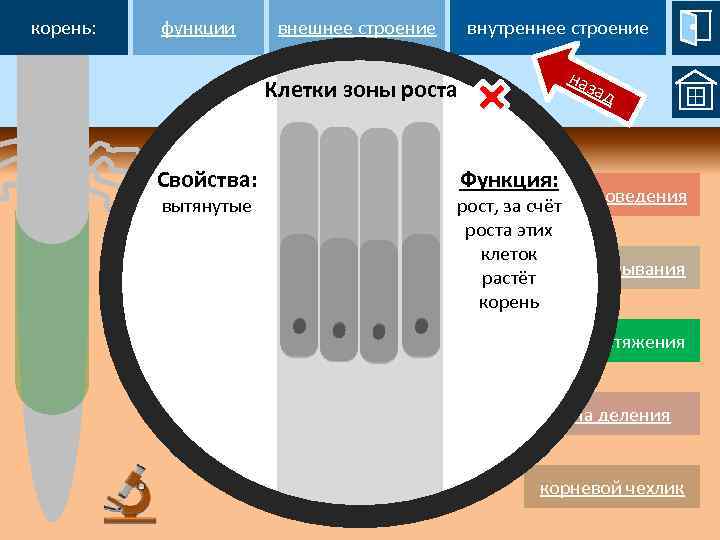 корень: функции внутреннее строение внешнее строение наз Клетки зоны роста Свойства: вытянутые ад Функция: