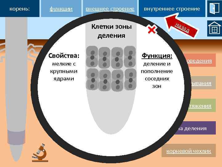 корень: функции внешнее строение внутреннее строение наз Клетки зоны деления Свойства: мелкие с крупными