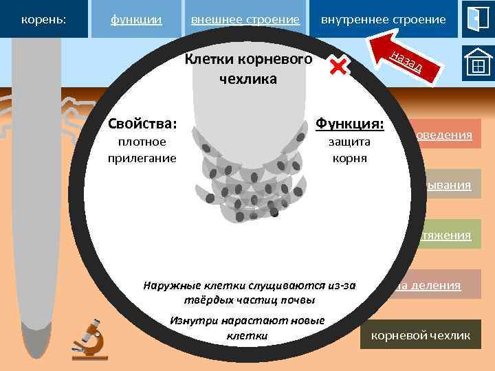 корень: функции внутреннее строение внешнее строение наз Клетки корневого чехлика Свойства: плотное прилегание ад