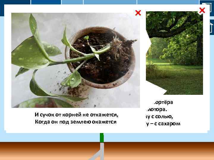 стебель: функции рост проводящая (!) 2 опорная (!) 1 внешнее строение внутреннее строение запасающая