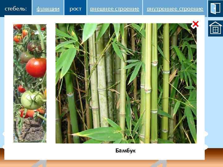 стебель: функции рост верхушечный рост верхушкой внешнее строение сброс внутреннее строение рост каждым вставочный
