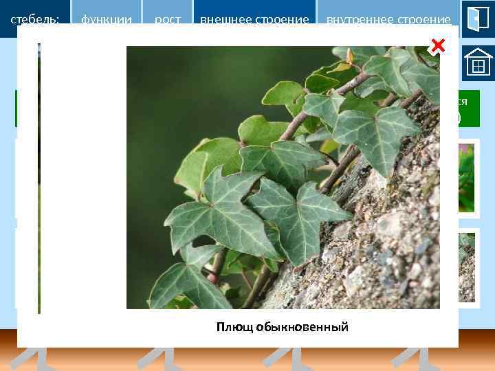 стебель: функции рост внешнее строение внутреннее строение Форма стебля прямостоячий 1 ? ползучий 2
