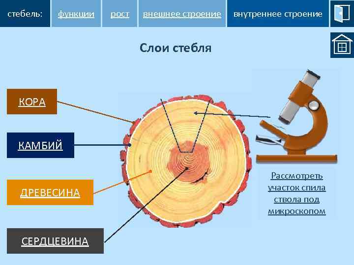 Лабораторная внутреннее строение ветки дерева