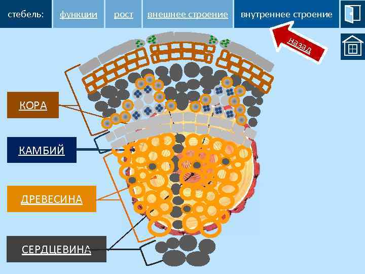 стебель: функции рост внешнее строение внутреннее строение наз ад КОРА КАМБИЙ ДРЕВЕСИНА СЕРДЦЕВИНА 