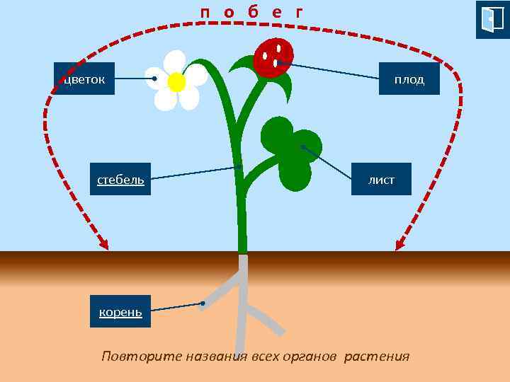 ? п о б е г 3 цветок 2 стебель 4 плод 5 лист