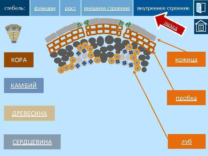 стебель: функции рост внешнее строение внутреннее строение наз ад КОРА кожица КАМБИЙ пробка ДРЕВЕСИНА