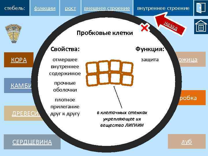 стебель: функции рост внешнее строение внутреннее строение наз ад Пробковые клетки Функция: Свойства: КОРА