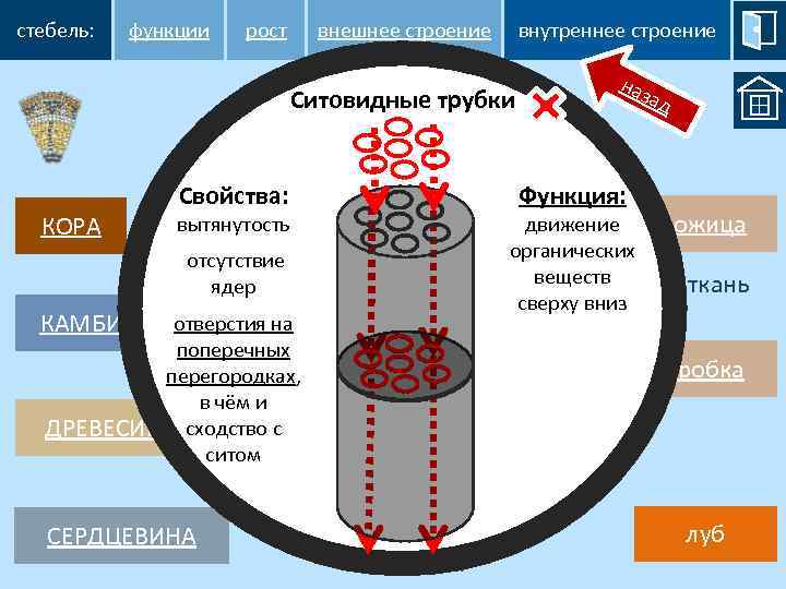 стебель: функции рост внутреннее строение внешнее строение Волокно Ситовидные трубки КОРА КАМБИЙ Свойства: движение