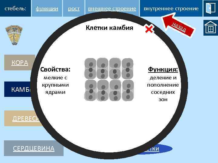 стебель: функции рост внешнее строение внутреннее строение наз Клетки камбия КОРА КАМБИЙ Свойства: мелкие