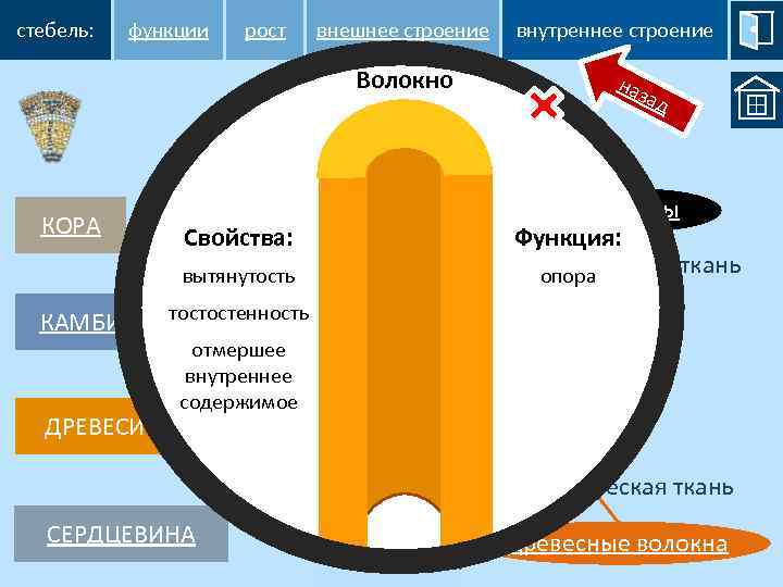 стебель: функции рост внешнее строение Волокно Сосуд КОРА Свойства: вытянутость КАМБИЙ тостостенность ДРЕВЕСИНА отмершее
