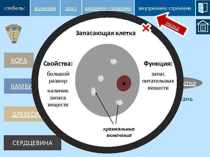 стебель: функции рост внешнее строение внутреннее строение наз ад Запасающая клетка КАМБИЙ Свойства: большой