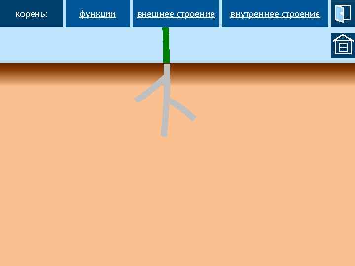 корень: функции внешнее строение внутреннее строение 