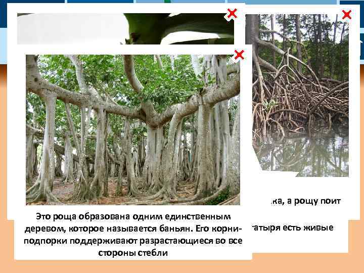 корень: функции якорная (!) 1 внешнее строение внутреннее строение опорная 5 Орхидея фаленопсис через