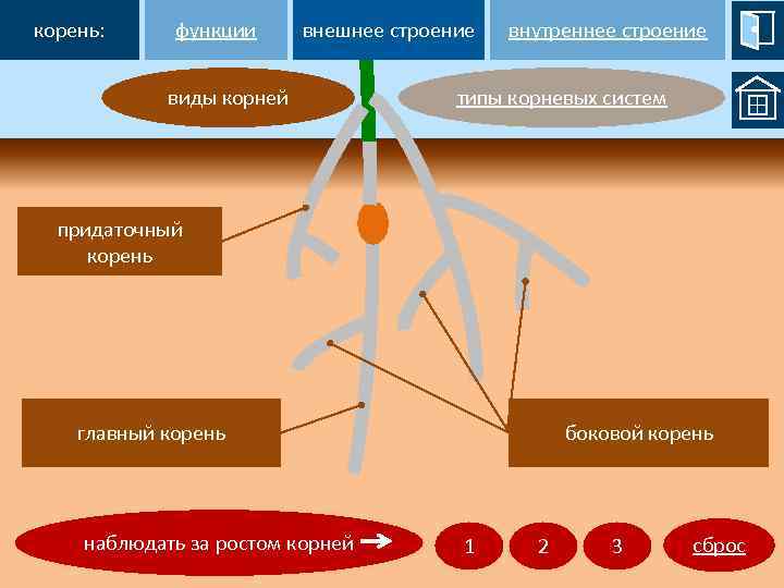корень: функции внешнее строение виды корней внутреннее строение типы корневых систем корень, отросший придаточный