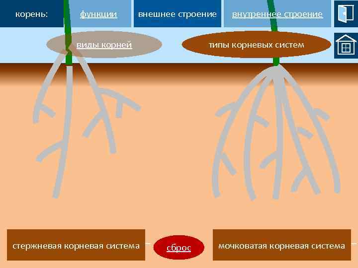 Корневой диаметр. Корневая система кедра Сибирского. Мочковатая корневая система. Тип корневой системы березы. Функции корневой системы.