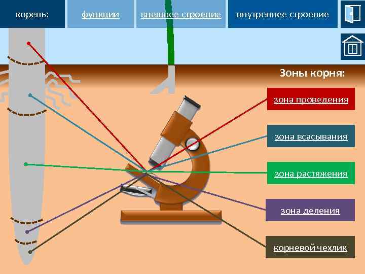 корень: функции внешнее строение внутреннее строение Зоны корня: 5 зона проведения 4 зона всасывания